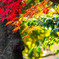 紅葉最終局面3