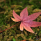 明月院の紅葉