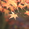 透過する紅葉