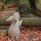 一緒に秋鑑賞♪