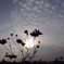 autumn Sky