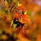京都の秋(その４／斑紅葉）