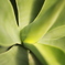 green flower