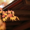 Autum leaves