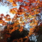 紅葉(085A7159)