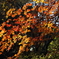 紅葉(085A7157)