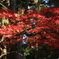 紅葉(085A7108)