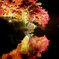 Autumn colors