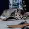 猫撮り散歩415