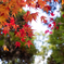 紅・2013Fall