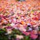 京都の秋(その８／ちらし紅葉)