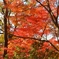 高尾山山頂の紅葉