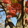 高尾山紅葉