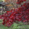 三渓園の紅葉　2013.11.28