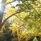 三渓園の紅葉　2013.11.28