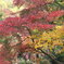 三渓園の紅葉　2013.11.28