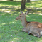 昼下がりの奈良公園にて