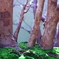 寄せ植え