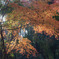 里の紅葉