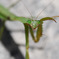カマキリ