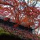 京都の秋(その１１／深い秋）