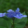 青いお花