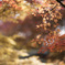 小春