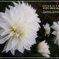 白いdahlia