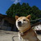 似非ダッシュ村