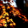 2013_紅葉