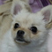 美犬さん