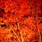 京都の秋(その１３／燃える）