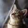 子猫の眼差し