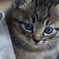 子猫