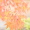 ハイキー紅葉