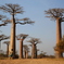 Baobab Avenue