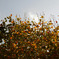 autumnal colours