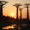 Baobab Sunset