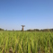 Baobab in Rice Paddy