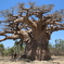 Baobab