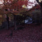 秋なので紅葉