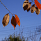 banshu2013_02