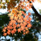 colored leaves