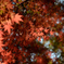 colored leaves