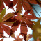 colored leaves