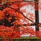 最ごの紅葉