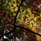 きらきらな紅葉