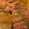 紅葉咲き