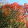 紅葉と竹林