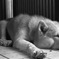 inu3